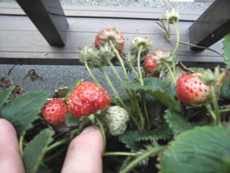 イチゴの天敵 ナメクジ 退治 ヘミングウェイのベランダ菜園