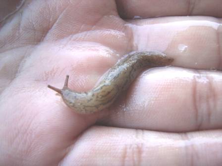 イチゴの天敵 ナメクジ 退治 ヘミングウェイのベランダ菜園