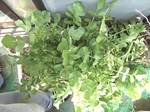 daikon127.jpg
