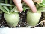 daikon128.jpg