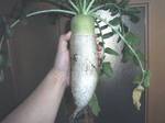 daikon129.jpg