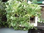 daikon136.jpg