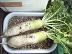 daikon137.jpg