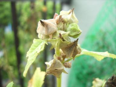 おかのりの種 ヘミングウェイのベランダ菜園