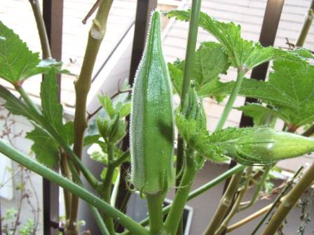 オクラの実とつぼみ ヘミングウェイのベランダ菜園