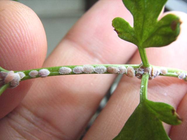 カイガラムシの仲間 害虫 ヘミングウェイのベランダ菜園