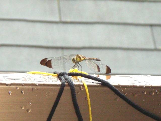 毎年現れるトンボ 益虫 ヘミングウェイのベランダ菜園