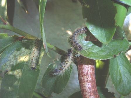 毛虫 害虫 ヘミングウェイのベランダ菜園